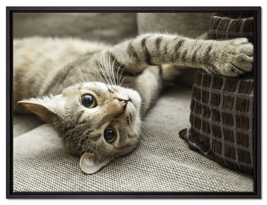Süßes Kätzchen spielt auf Leinwandbild gerahmt Größe 80x60