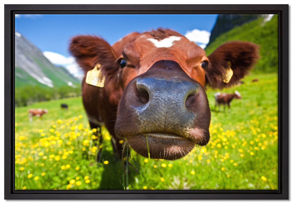 Alpen Kuh auf Bergwiese auf Leinwandbild gerahmt Größe 60x40