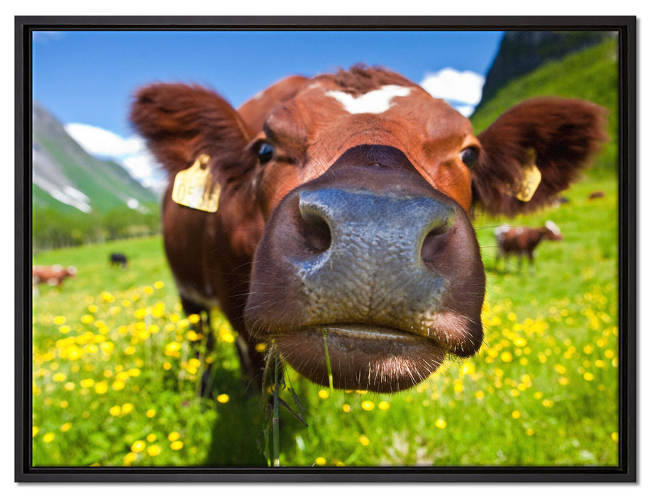 Alpen Kuh auf Bergwiese auf Leinwandbild gerahmt Größe 80x60