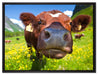 Alpen Kuh auf Bergwiese auf Leinwandbild gerahmt Größe 80x60