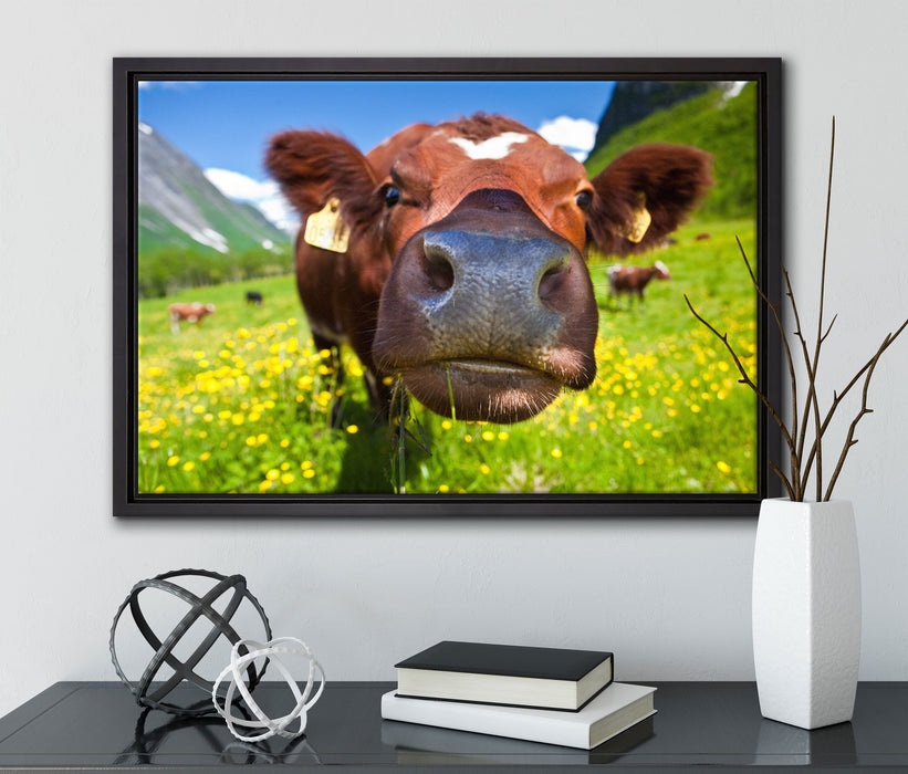 Alpen Kuh auf Bergwiese auf Leinwandbild gerahmt mit Kirschblüten