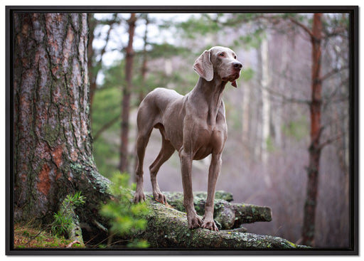 Edler Weimaraner im Wald auf Leinwandbild gerahmt Größe 100x70