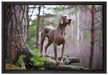 Edler Weimaraner im Wald auf Leinwandbild gerahmt Größe 60x40