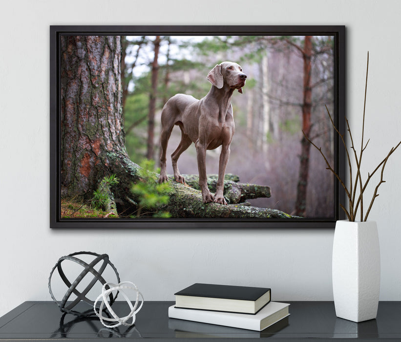 Edler Weimaraner im Wald auf Leinwandbild gerahmt mit Kirschblüten