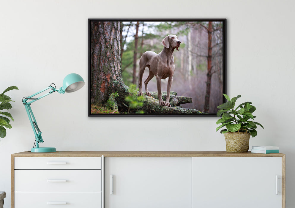 Edler Weimaraner im Wald auf Leinwandbild gerahmt verschiedene Größen im Wohnzimmer