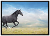 Edler schwarzer Hengst auf Wiese auf Leinwandbild gerahmt Größe 100x70