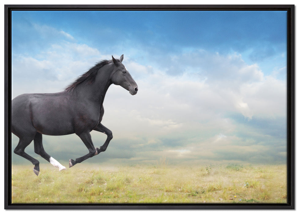 Edler schwarzer Hengst auf Wiese auf Leinwandbild gerahmt Größe 100x70