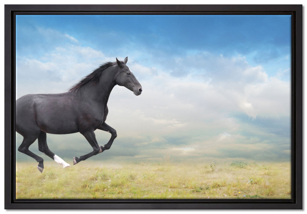 Edler schwarzer Hengst auf Wiese auf Leinwandbild gerahmt Größe 60x40