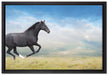 Edler schwarzer Hengst auf Wiese auf Leinwandbild gerahmt Größe 60x40