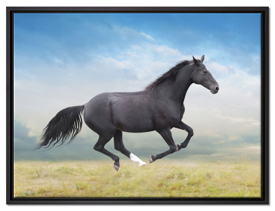 Edler schwarzer Hengst auf Wiese auf Leinwandbild gerahmt Größe 80x60