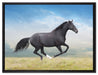 Edler schwarzer Hengst auf Wiese auf Leinwandbild gerahmt Größe 80x60