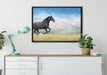 Edler schwarzer Hengst auf Wiese auf Leinwandbild gerahmt verschiedene Größen im Wohnzimmer