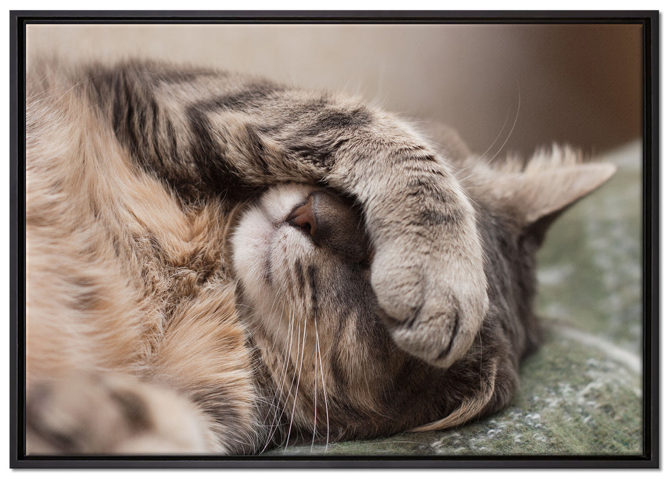 Schüchterne niedliche Katze auf Leinwandbild gerahmt Größe 100x70