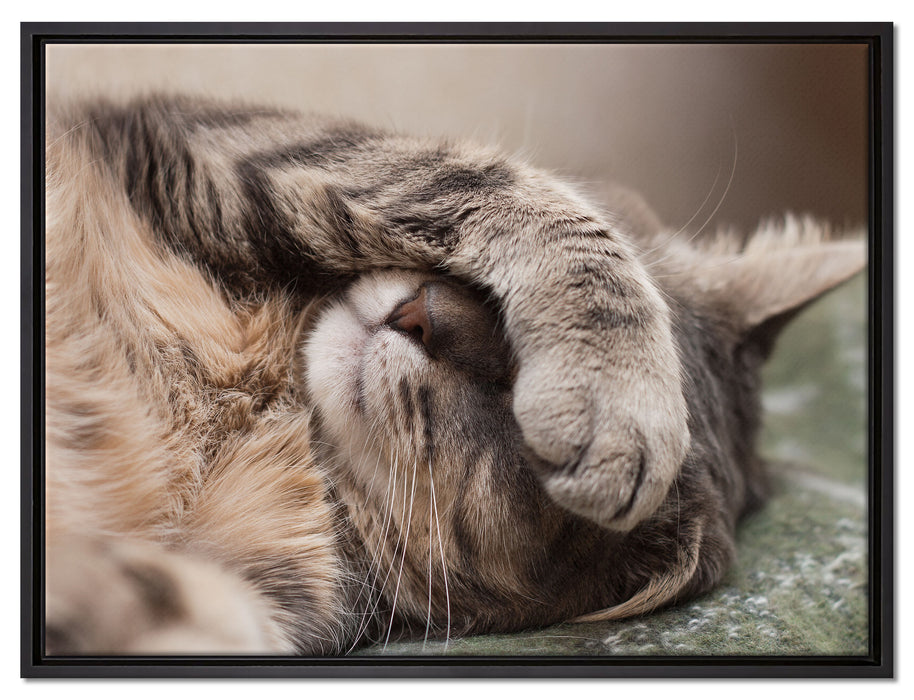 Schüchterne niedliche Katze auf Leinwandbild gerahmt Größe 80x60