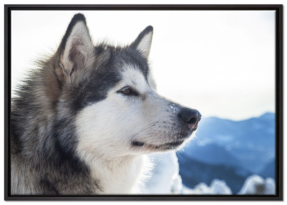 Süßer Husky im Schnee auf Leinwandbild gerahmt Größe 100x70