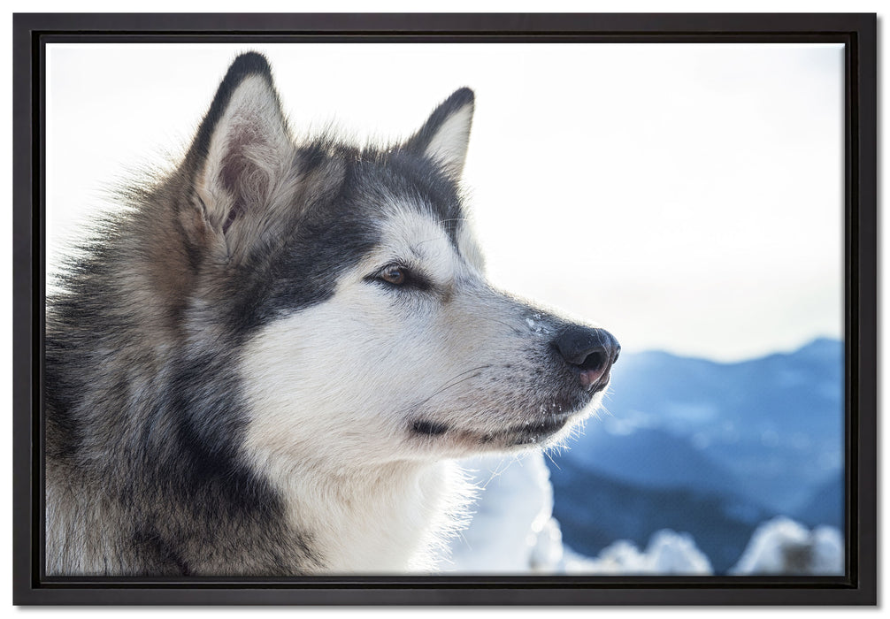 Süßer Husky im Schnee auf Leinwandbild gerahmt Größe 60x40