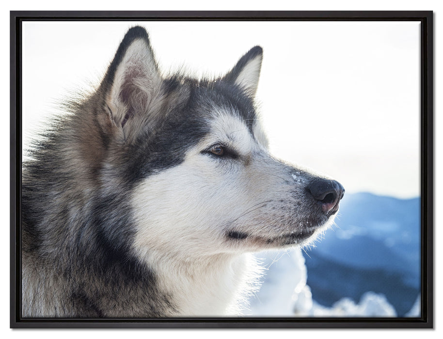 Süßer Husky im Schnee auf Leinwandbild gerahmt Größe 80x60