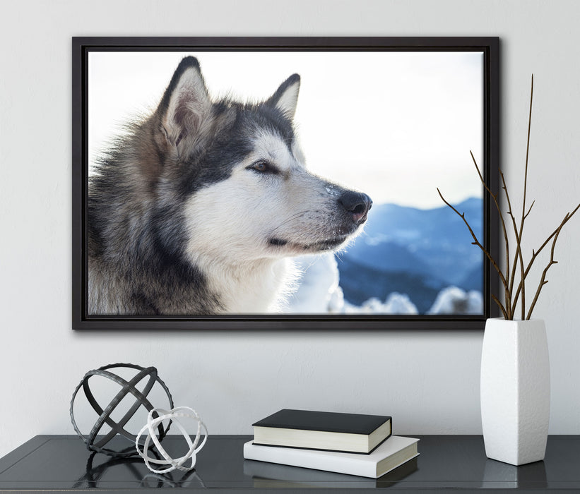 Süßer Husky im Schnee auf Leinwandbild gerahmt mit Kirschblüten