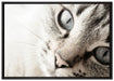 Große Katzenaugen auf Leinwandbild gerahmt Größe 100x70