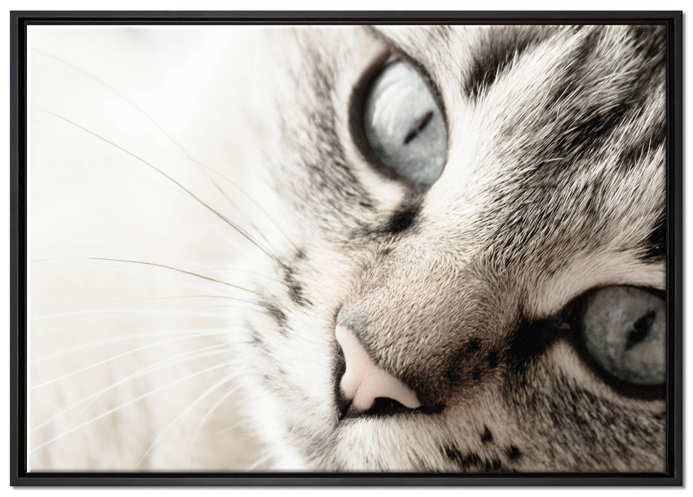 Große Katzenaugen auf Leinwandbild gerahmt Größe 100x70