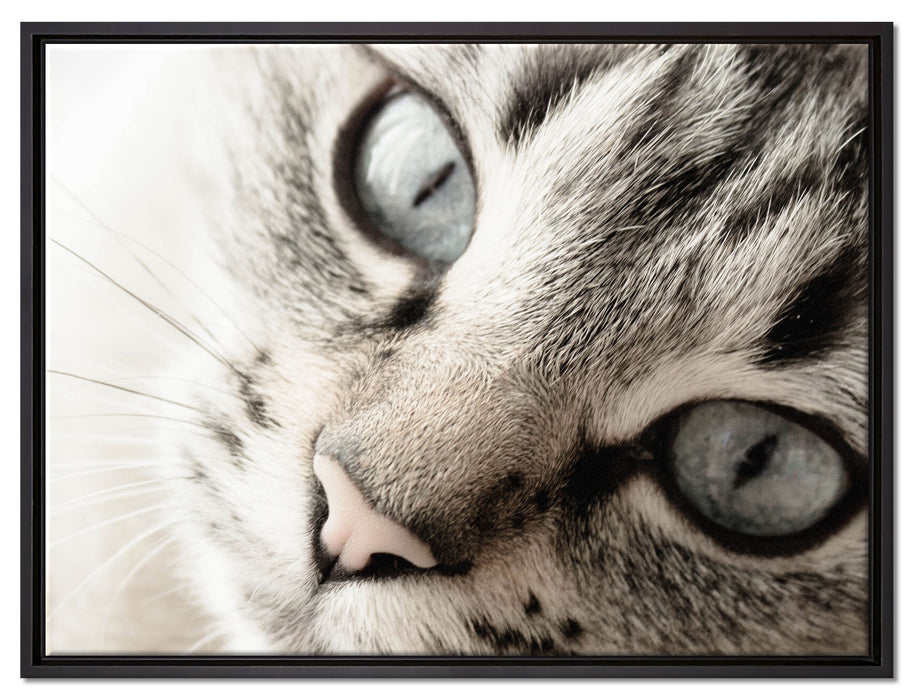 Große Katzenaugen auf Leinwandbild gerahmt Größe 80x60