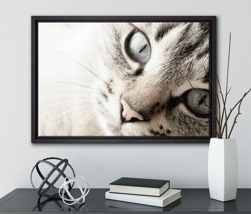 Große Katzenaugen auf Leinwandbild gerahmt mit Kirschblüten