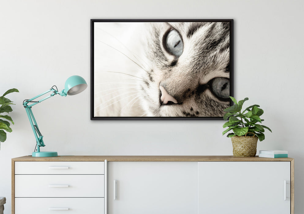 Große Katzenaugen auf Leinwandbild gerahmt verschiedene Größen im Wohnzimmer
