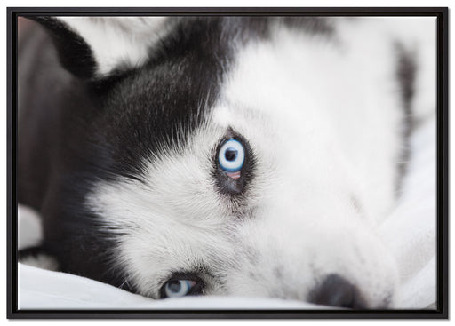 Husky mit Eisblauen Augen im Bett auf Leinwandbild gerahmt Größe 100x70