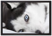 Husky mit Eisblauen Augen im Bett auf Leinwandbild gerahmt Größe 60x40
