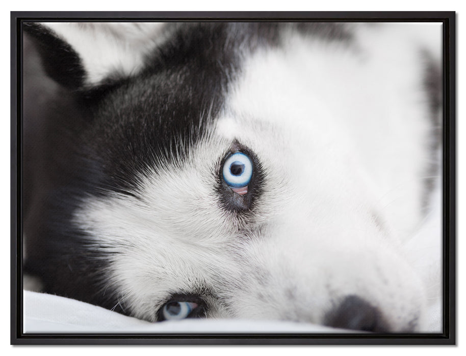 Husky mit Eisblauen Augen im Bett auf Leinwandbild gerahmt Größe 80x60