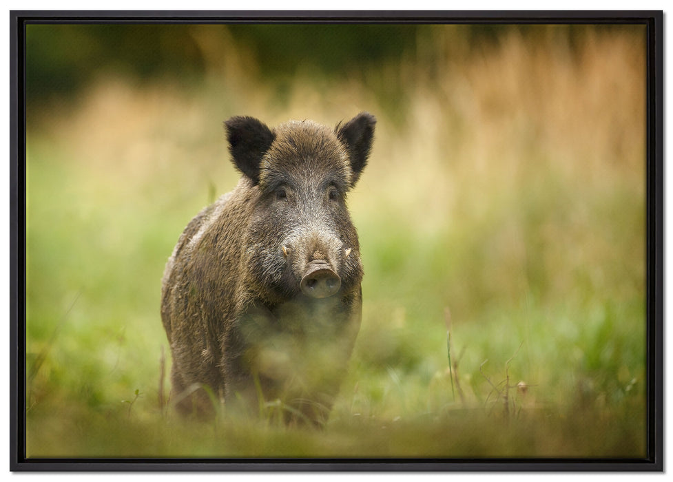 Stolzes Wildschwein im Wald auf Leinwandbild gerahmt Größe 100x70