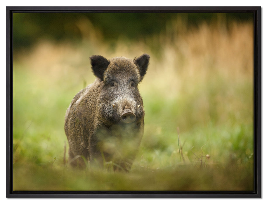 Stolzes Wildschwein im Wald auf Leinwandbild gerahmt Größe 80x60