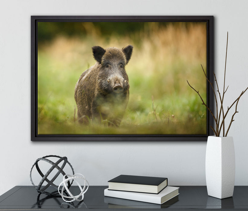 Stolzes Wildschwein im Wald auf Leinwandbild gerahmt mit Kirschblüten