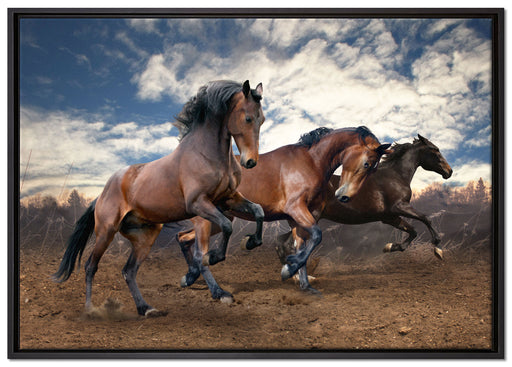 Wilde freie Pferde auf Leinwandbild gerahmt Größe 100x70