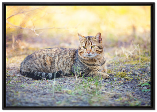 Ruhende Katze im Wald auf Leinwandbild gerahmt Größe 100x70