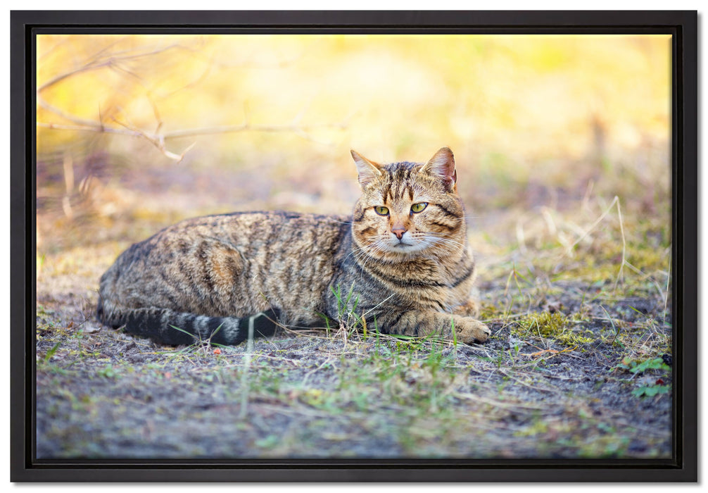 Ruhende Katze im Wald auf Leinwandbild gerahmt Größe 60x40