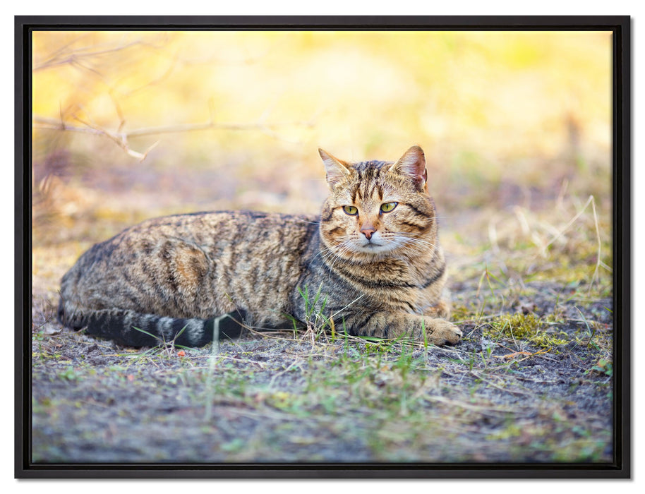 Ruhende Katze im Wald auf Leinwandbild gerahmt Größe 80x60