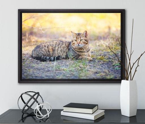 Ruhende Katze im Wald auf Leinwandbild gerahmt mit Kirschblüten