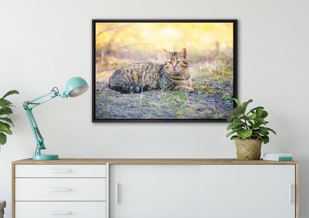 Ruhende Katze im Wald auf Leinwandbild gerahmt verschiedene Größen im Wohnzimmer