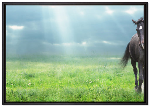 Hengst auf Wiese auf Leinwandbild gerahmt Größe 100x70
