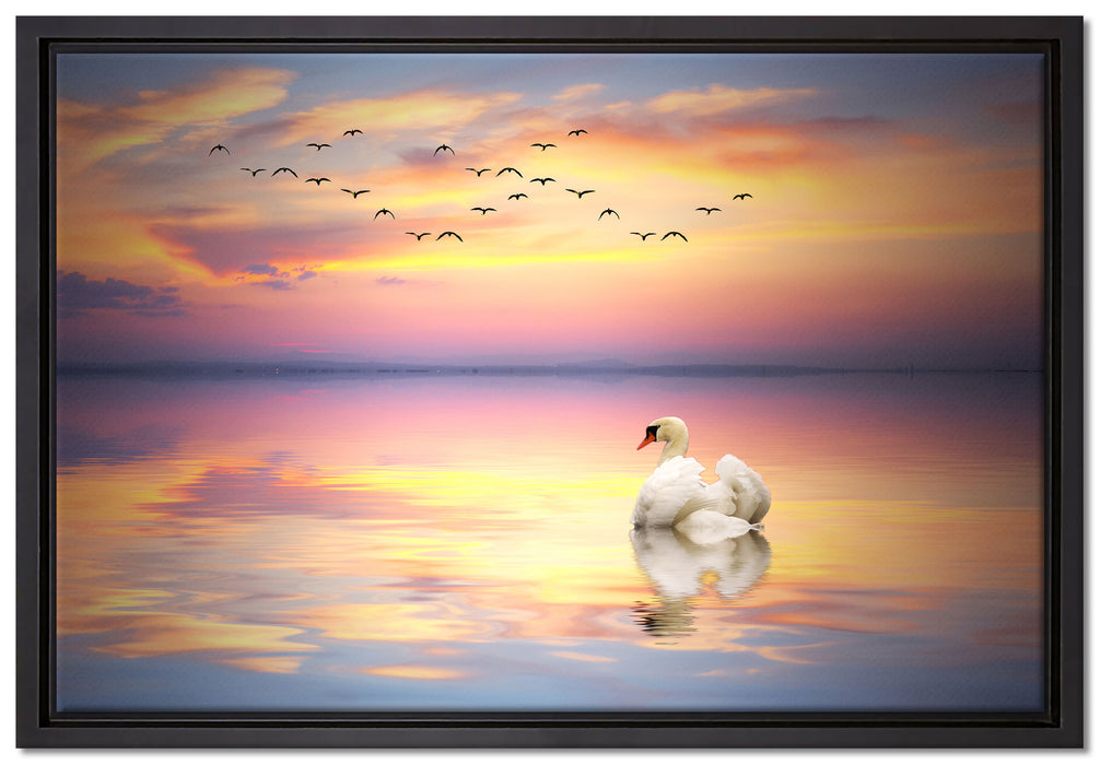 Schwan bei Sonnenuntergang auf Leinwandbild gerahmt Größe 60x40