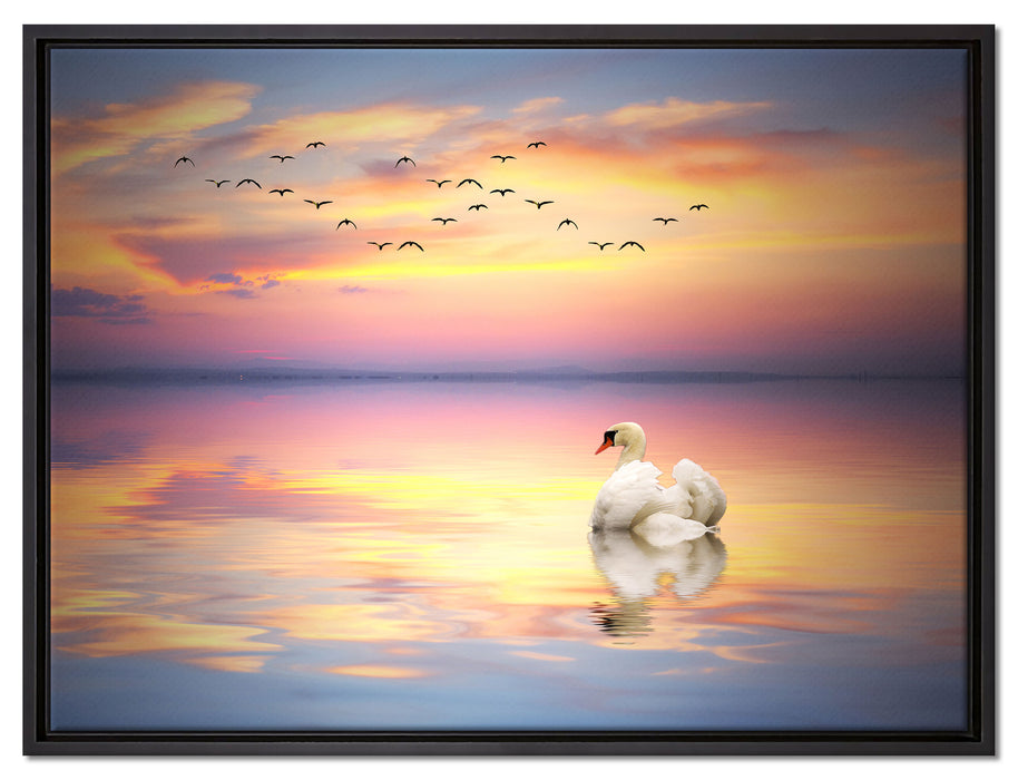 Schwan bei Sonnenuntergang auf Leinwandbild gerahmt Größe 80x60