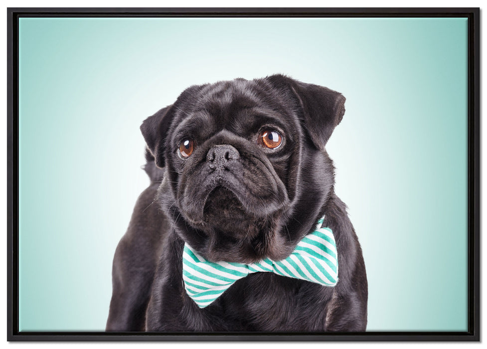 Lustiger Mops mit Fliege auf Leinwandbild gerahmt Größe 100x70