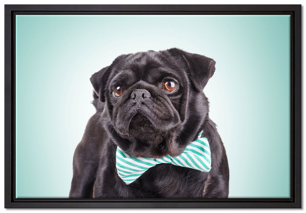 Lustiger Mops mit Fliege auf Leinwandbild gerahmt Größe 60x40