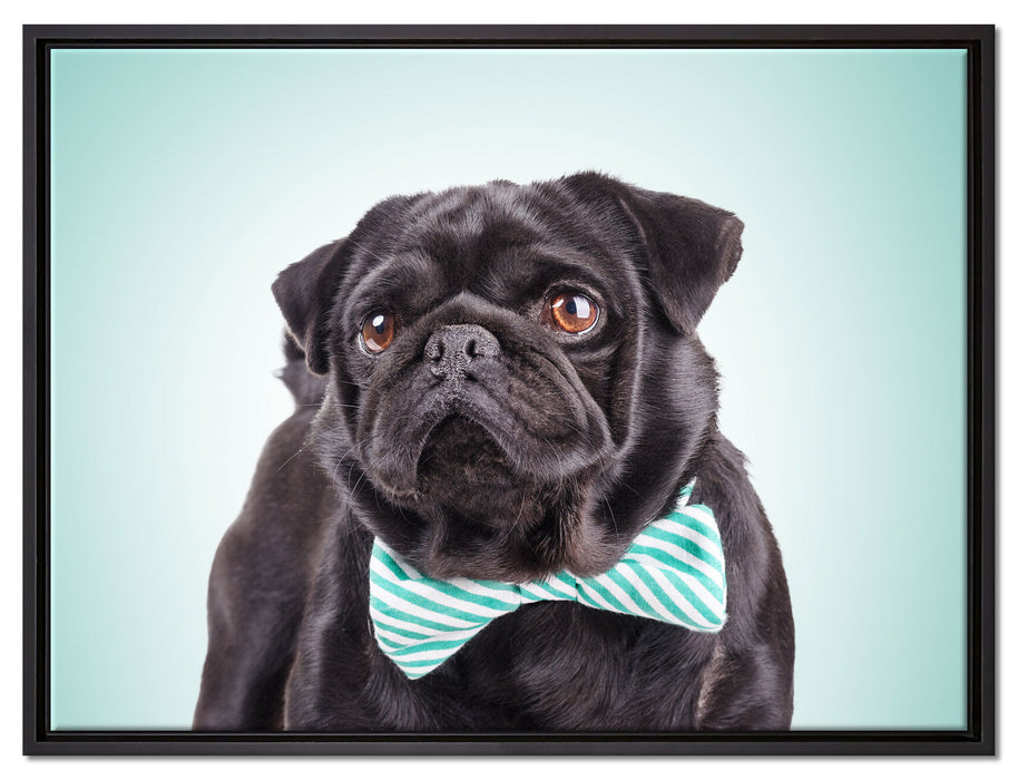 Lustiger Mops mit Fliege auf Leinwandbild gerahmt Größe 80x60