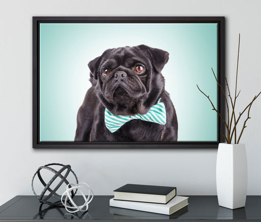 Lustiger Mops mit Fliege auf Leinwandbild gerahmt mit Kirschblüten