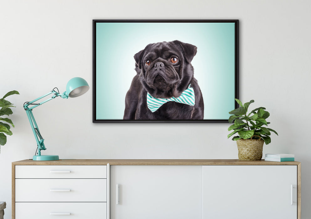 Lustiger Mops mit Fliege auf Leinwandbild gerahmt verschiedene Größen im Wohnzimmer