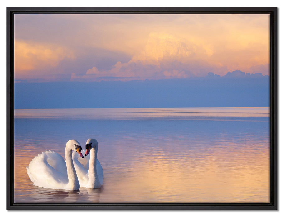 Schwäne in Abenddämmerung auf Leinwandbild gerahmt Größe 80x60