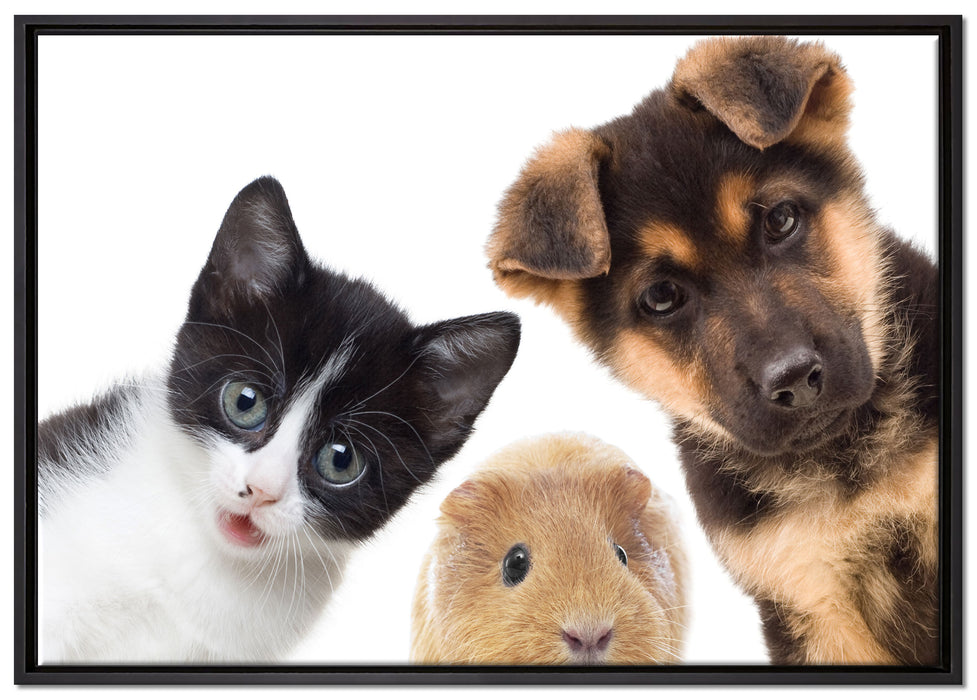Trio Hund Katze Meerschwein auf Leinwandbild gerahmt Größe 100x70