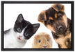 Trio Hund Katze Meerschwein auf Leinwandbild gerahmt Größe 60x40